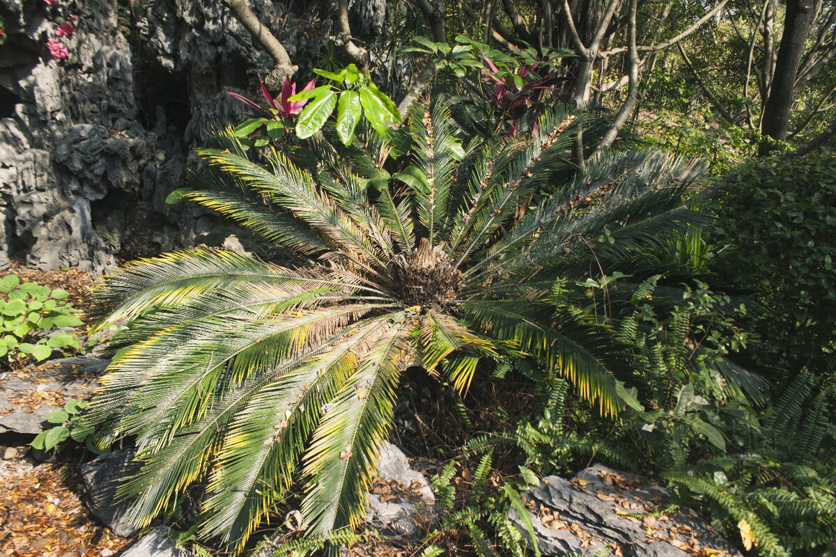 廣東深圳植物世界的多樣性與繁榮