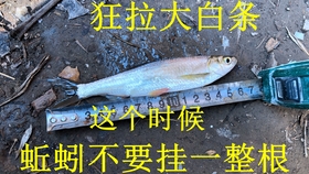 鱗影魚竿，傳承工藝，釣魚新境界的探索者